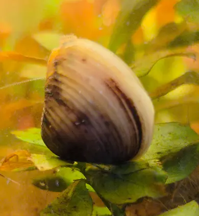Primary species profile image for Asian Clam (Corbicula fluminea) in miniBIOTA.