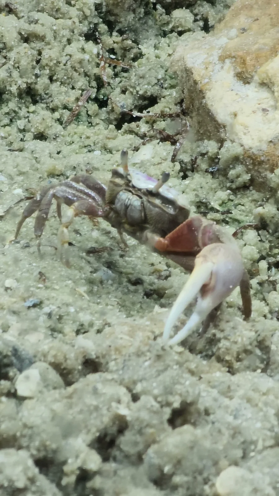 Atlantic Sand Fiddler Crab