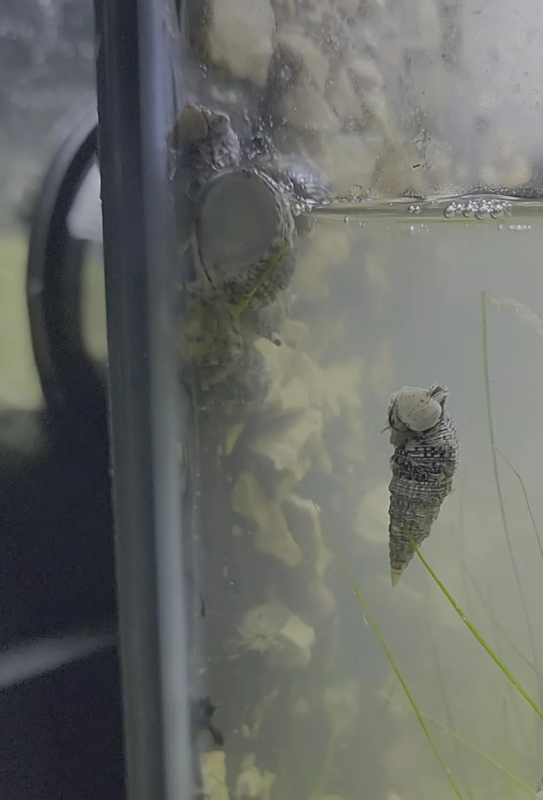 Cerith Snail
