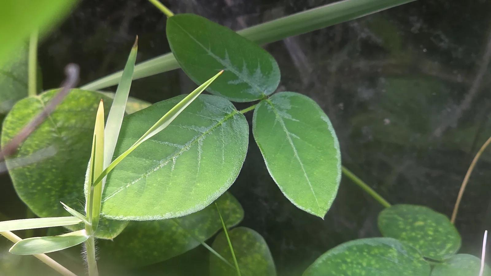 Creeping beggarweed