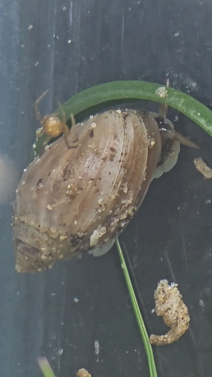 Additional species gallery photo for Eastern Melampus (Melampus bidentatus) in miniBIOTA.