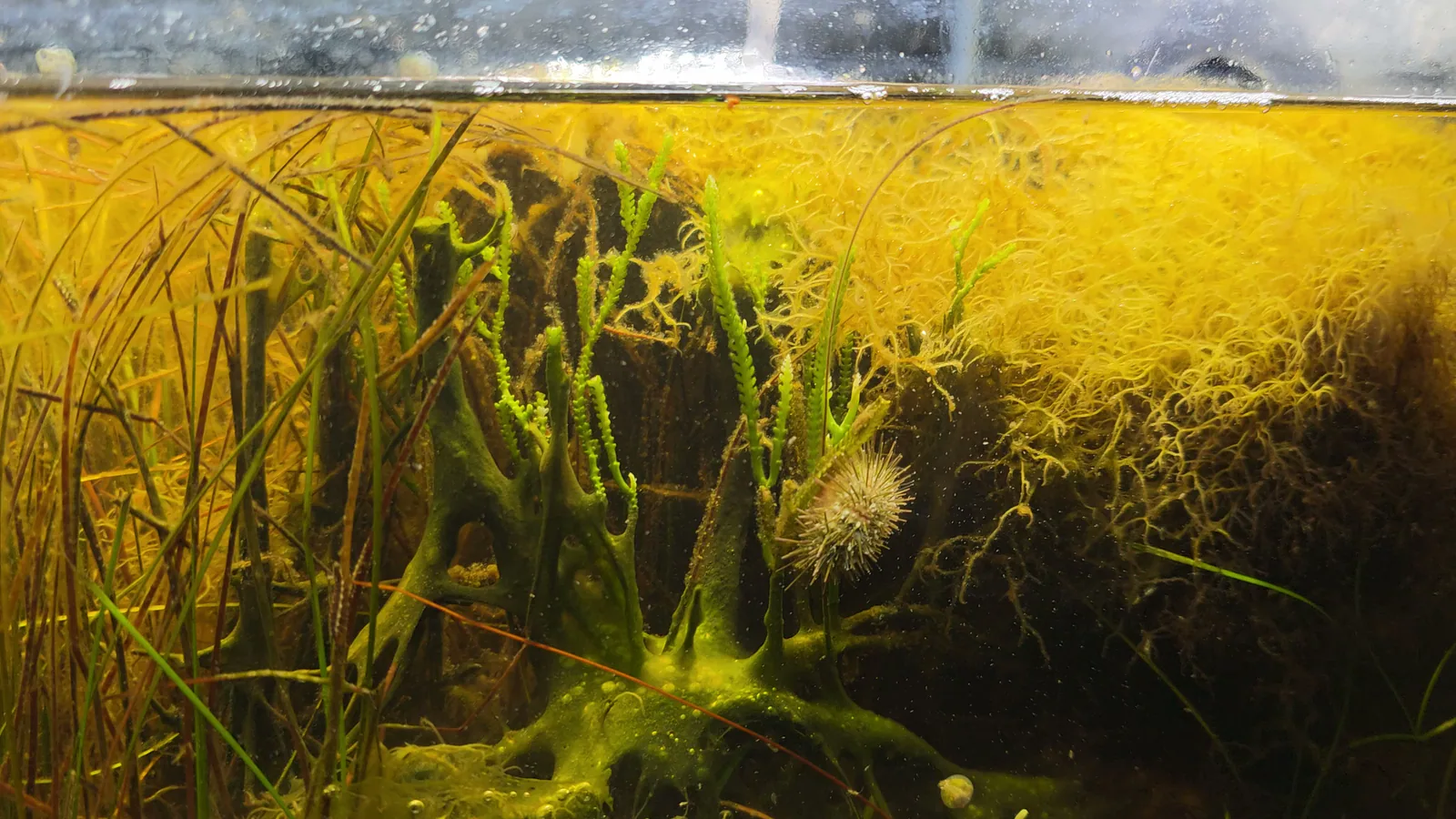 Filamentous macroalgae forming dense surface growth through the Seagrass Meadow structure in miniBIOTA.