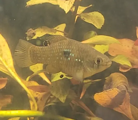 Primary species profile image for Flagfish (Jordanella floridae) in miniBIOTA.