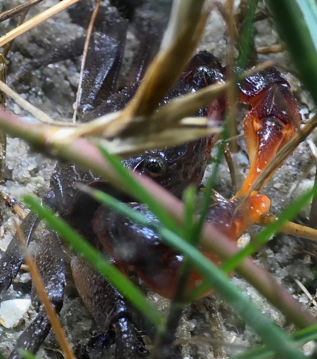 Gulf marsh crab