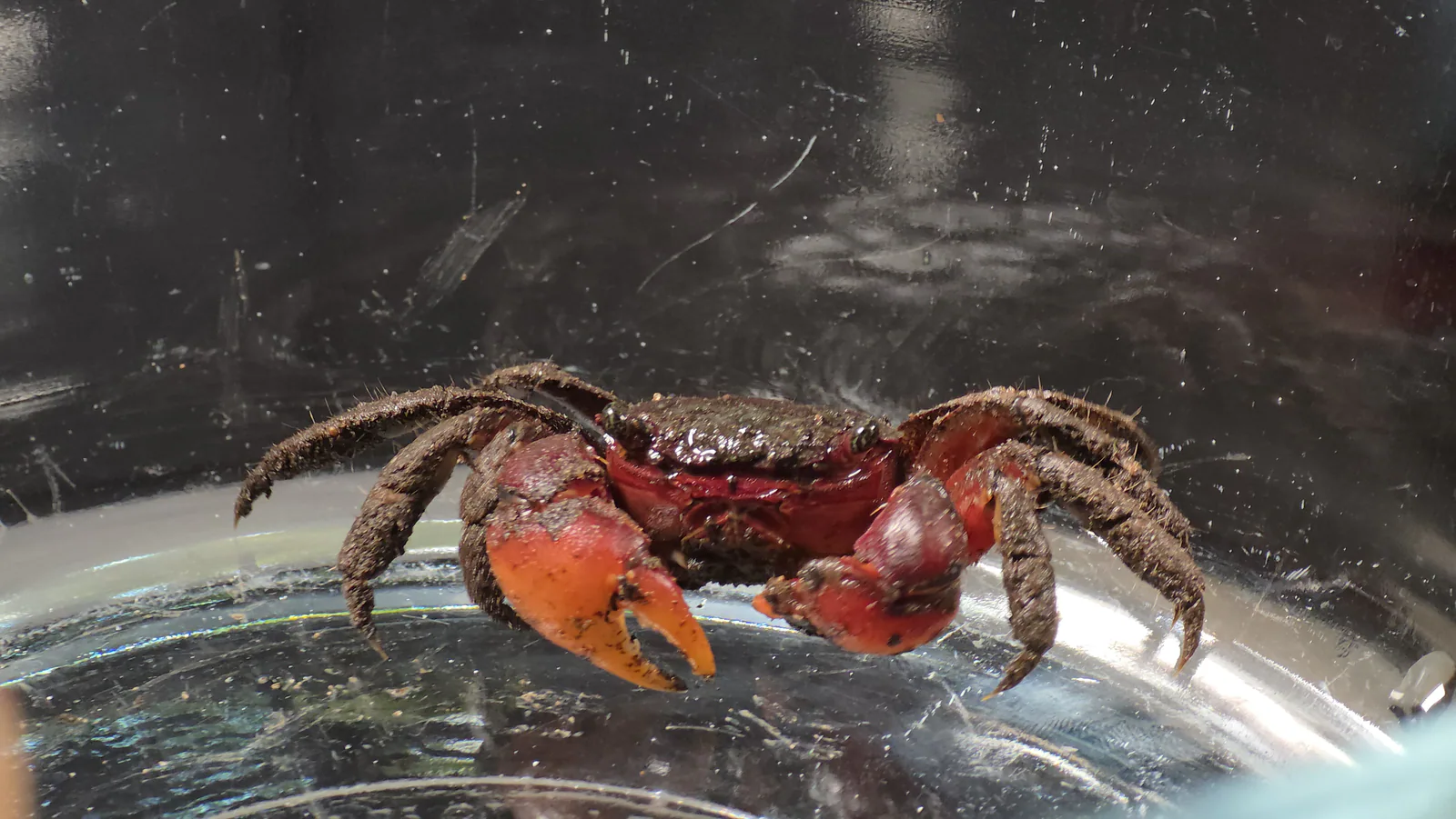Gulf marsh crab reference photo for the miniBIOTA species gallery. Species profile: Gulf marsh crab (Sesarma schubarti).