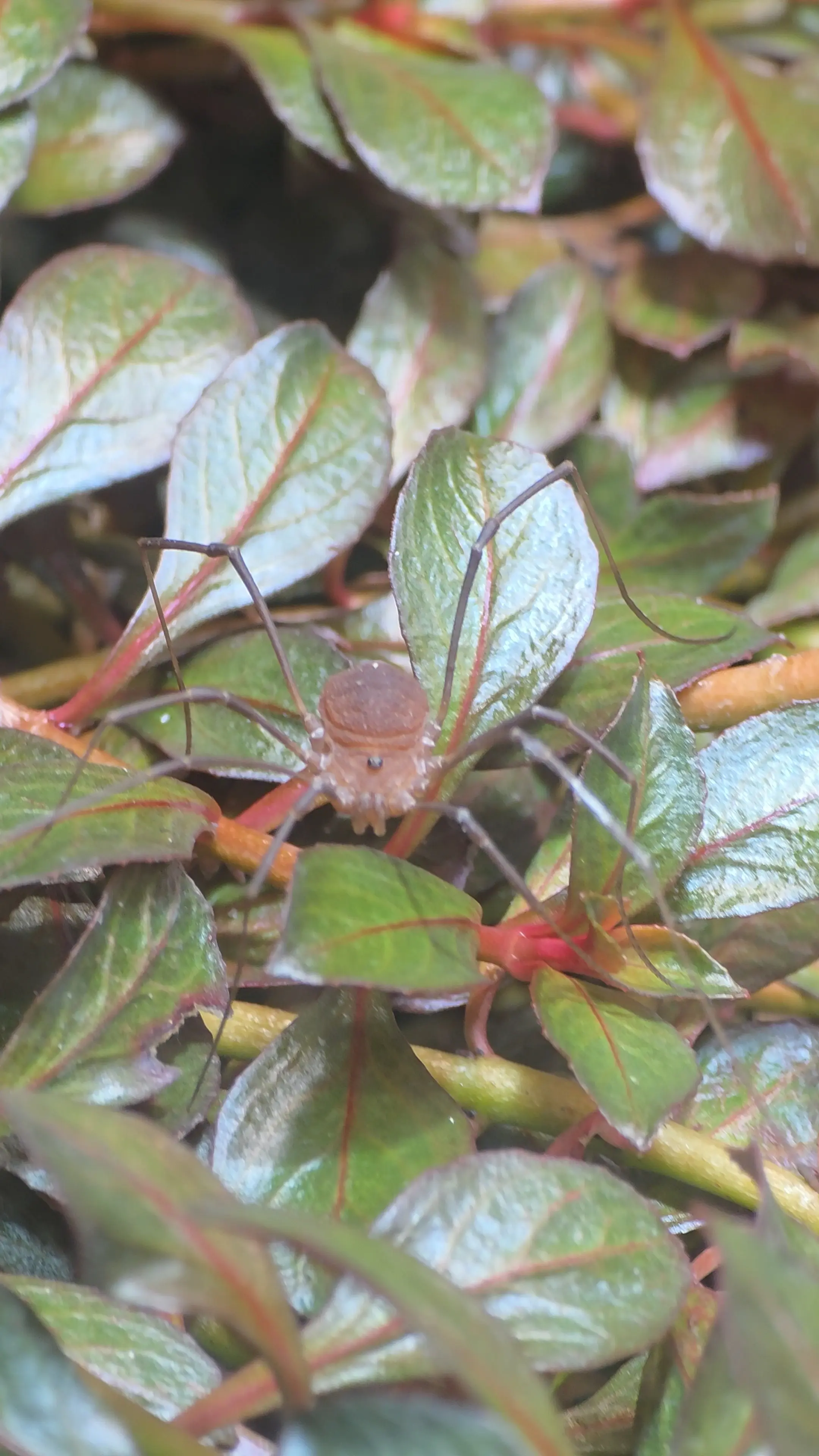 Primary species profile image for Harvestman (Hadrobunus grandis) in miniBIOTA.