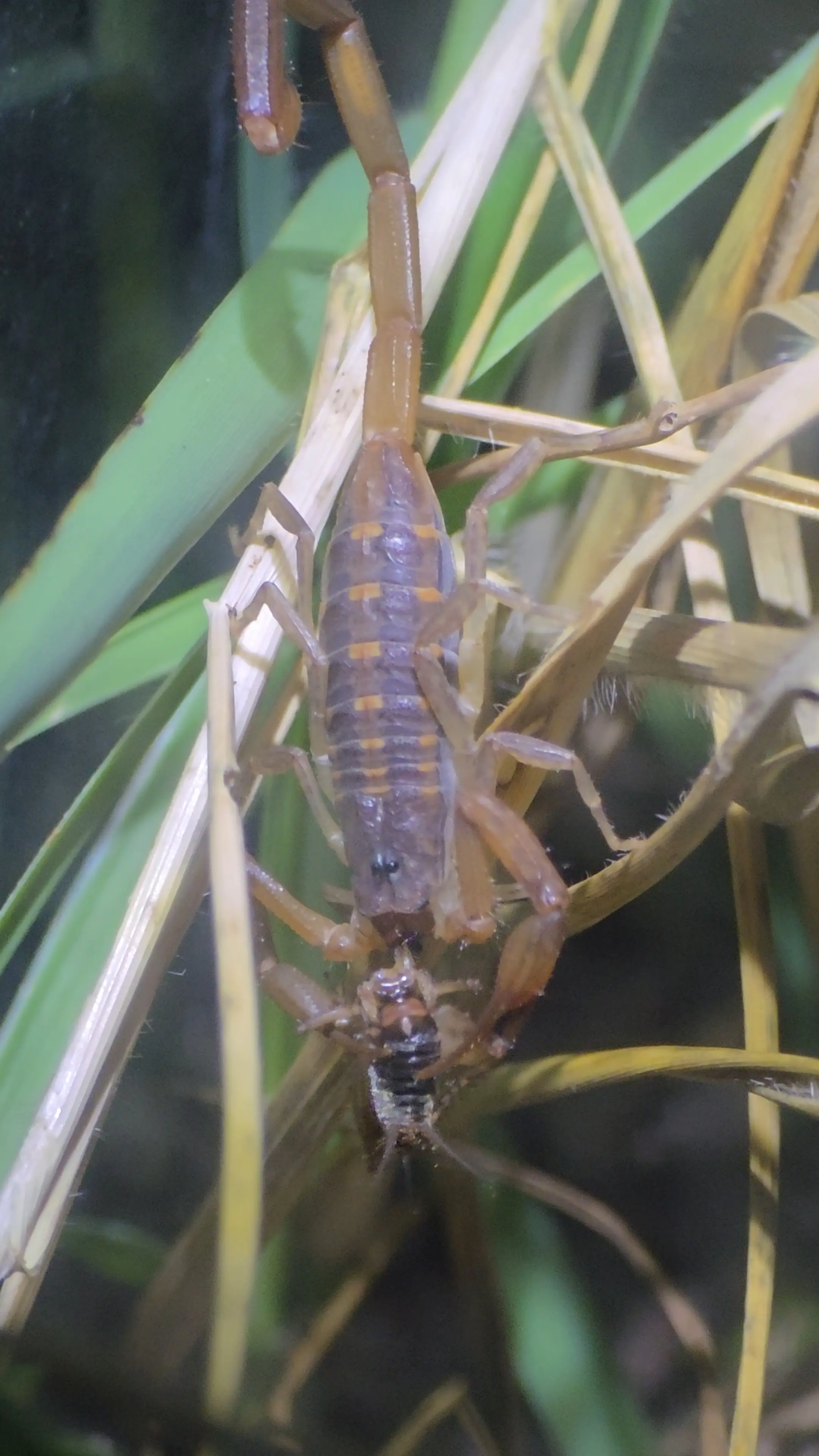 Additional species gallery photo for Hentz striped Scorpion (Centruroides hentzi) in miniBIOTA.