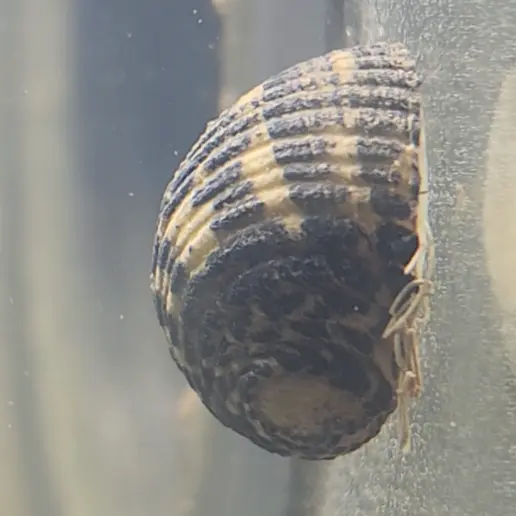 Lightning Nerite