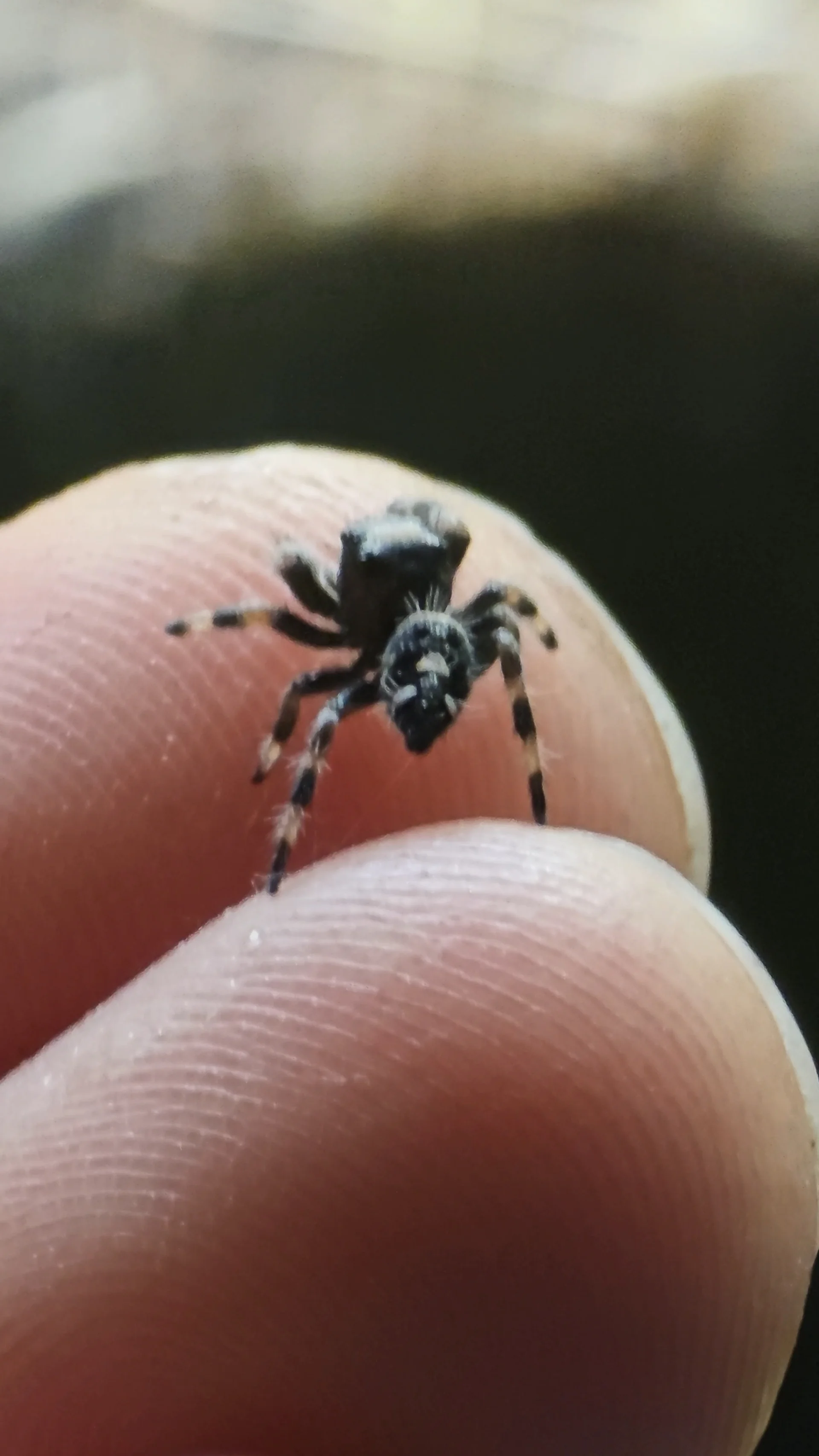 Additional species gallery photo for Regal Jumping Spider (Phidippus regius) in miniBIOTA.