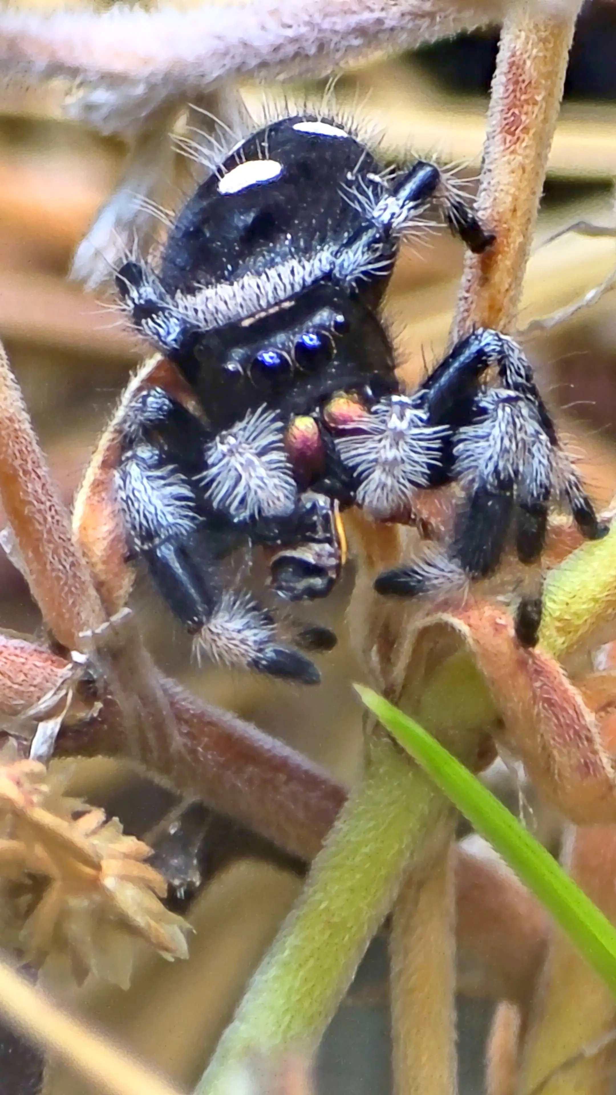 Additional species gallery photo for Regal Jumping Spider (Phidippus regius) in miniBIOTA.