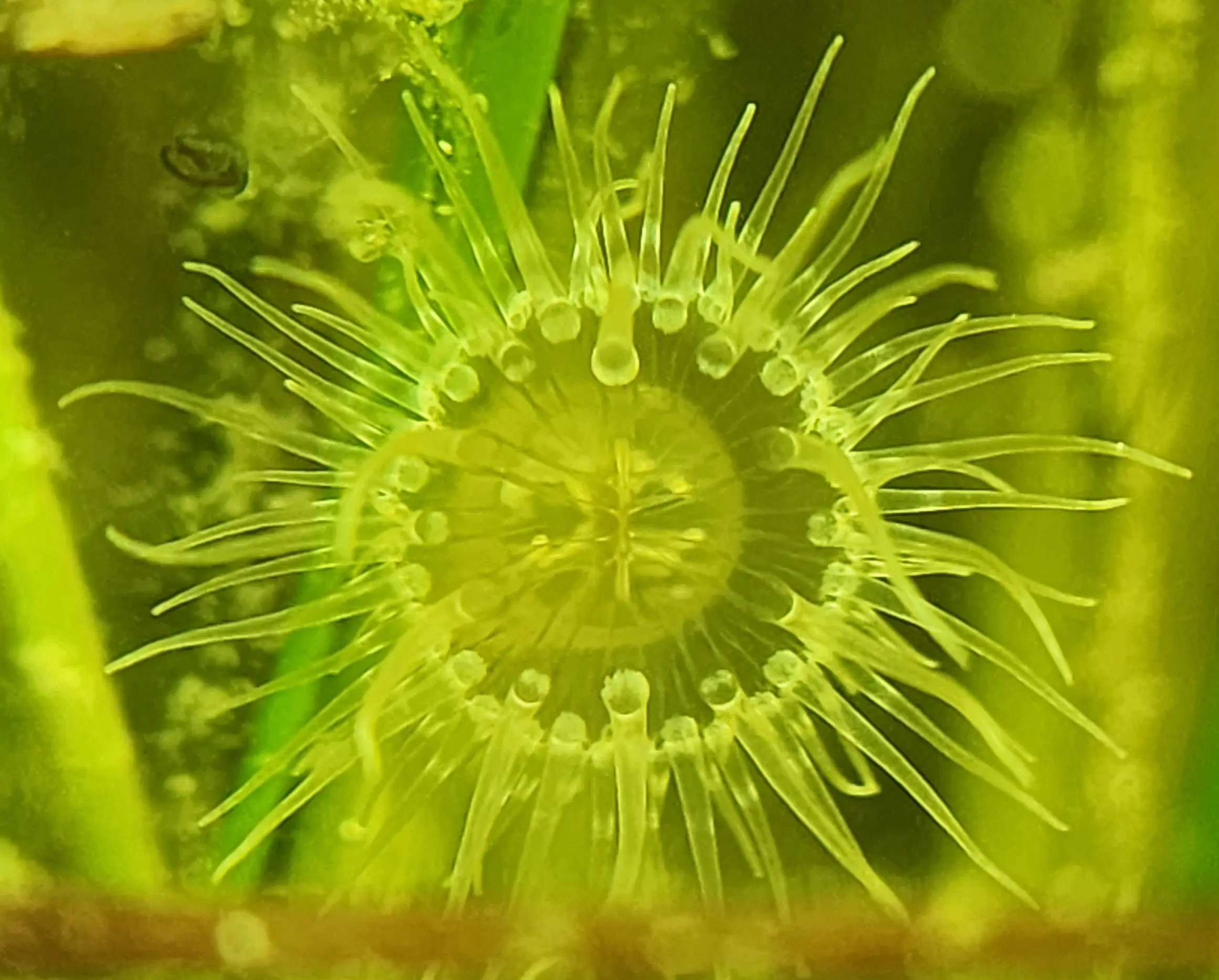 Sea Anemone