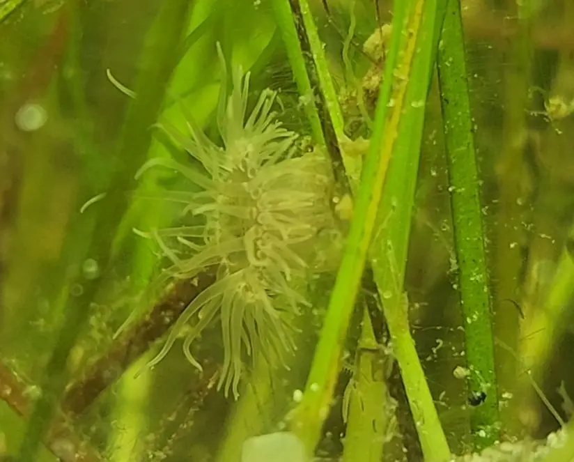 Additional species gallery photo for Sea Anemone (family Diadumenidae) in miniBIOTA.