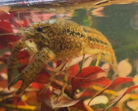 Slough Crayfish