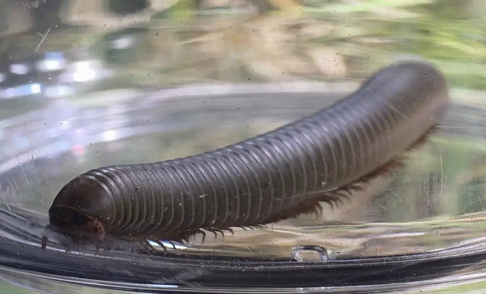 Smoky Oak Millipede
