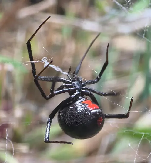 Primary species profile image for Southern Black Widow (Latrodectus mactans) in miniBIOTA.