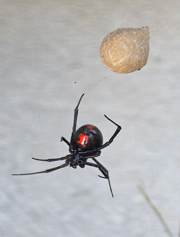 Additional species gallery photo for Southern Black Widow (Latrodectus mactans) in miniBIOTA.