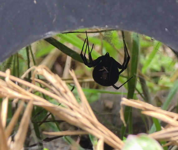 Additional species gallery photo for Southern Black Widow (Latrodectus mactans) in miniBIOTA.