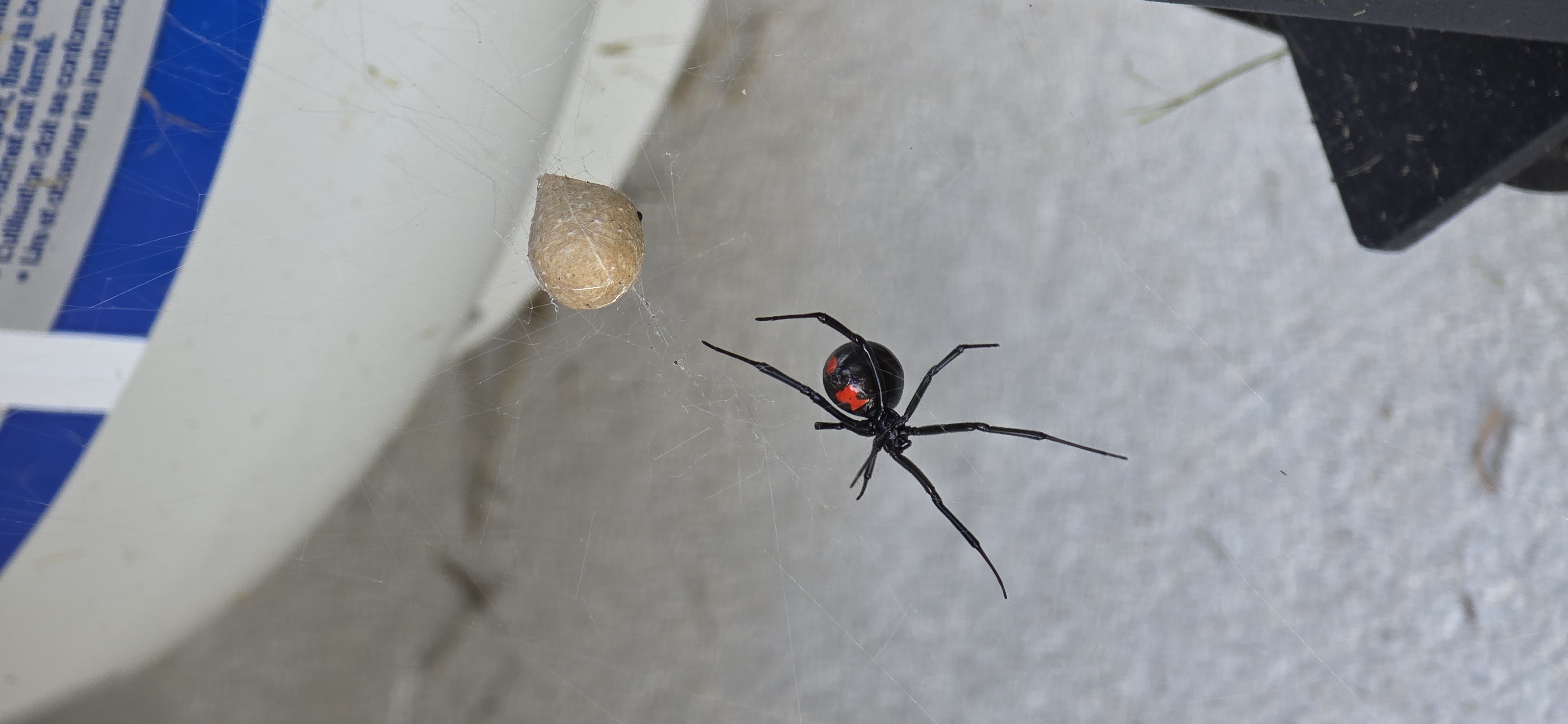 Additional species gallery photo for Southern Black Widow (Latrodectus mactans) in miniBIOTA.