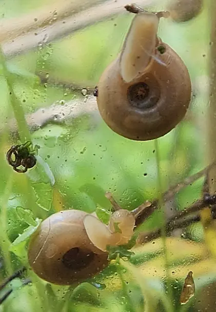 Additional species gallery photo for Southern Flatcoil (Polygyra cereolus) in miniBIOTA.