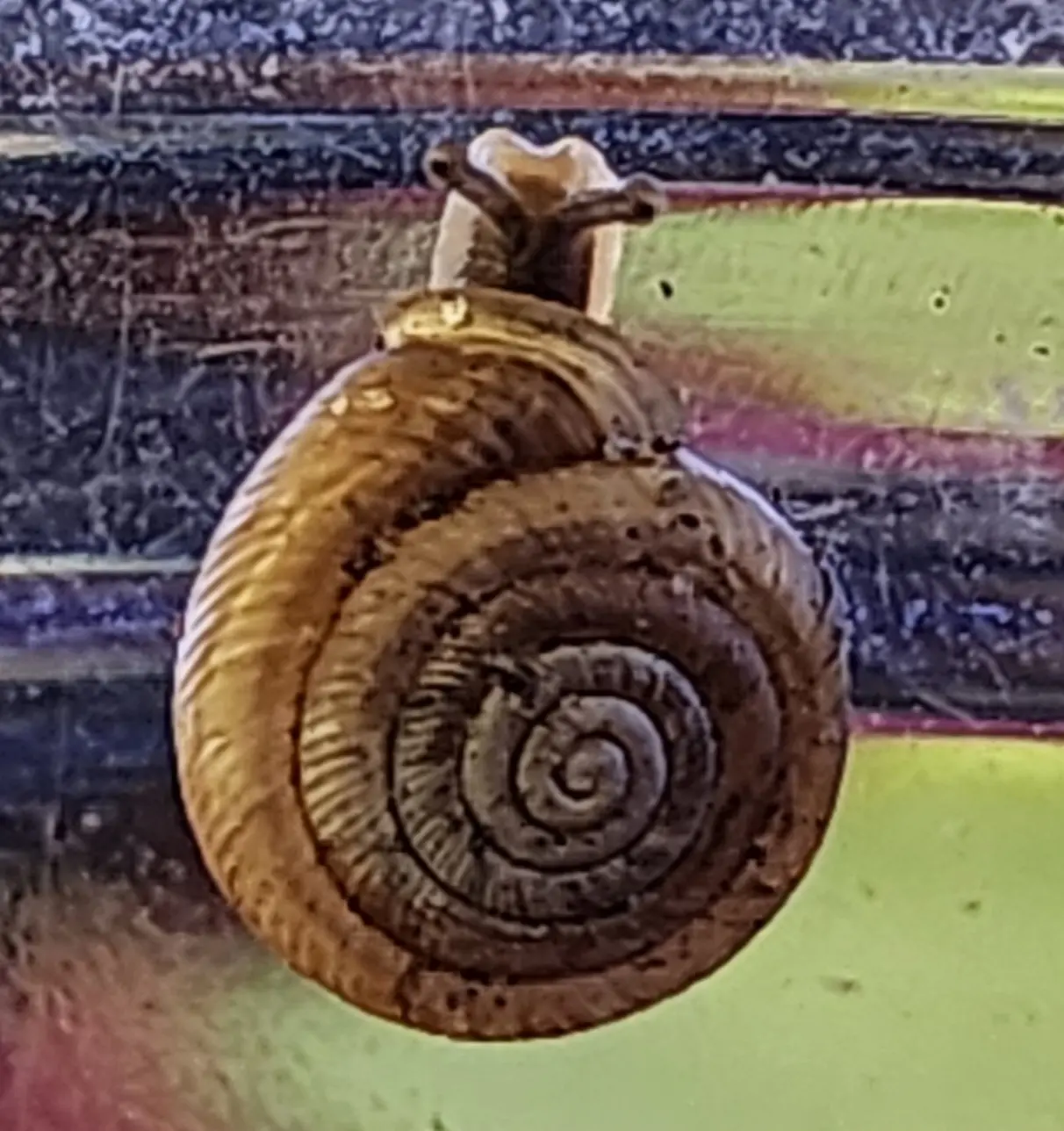Polygyra cereolus