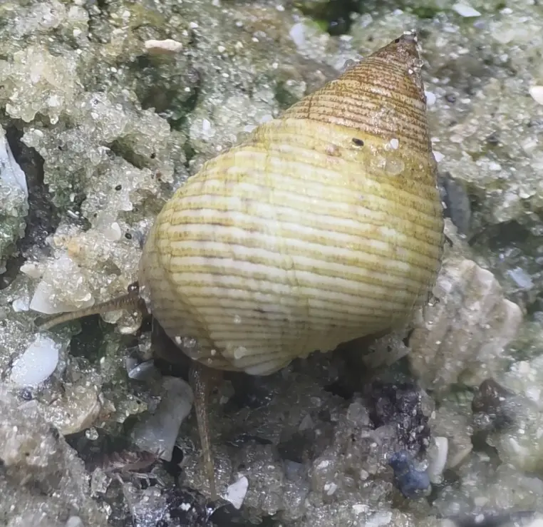 Littoraria irrorata