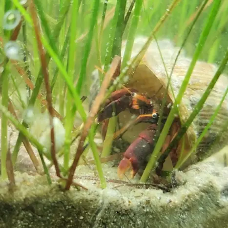 Calcinus tibicen