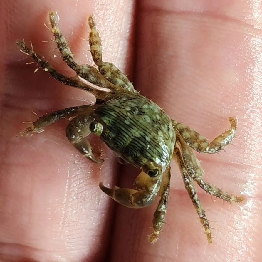 Pachygrapsus transversus