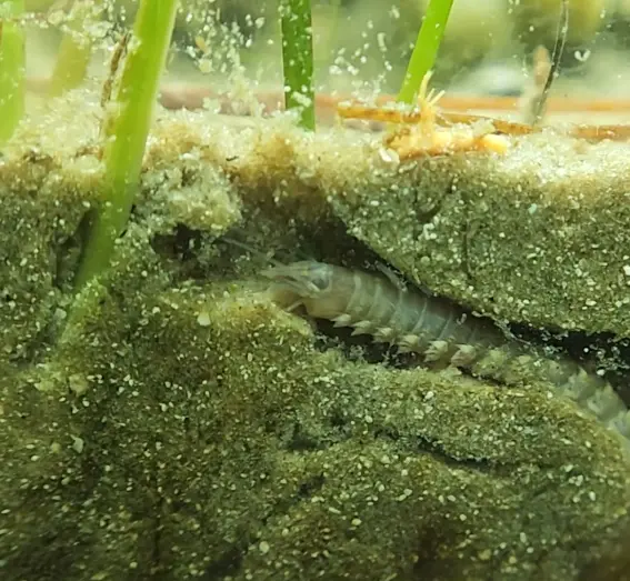 Alitta succinea