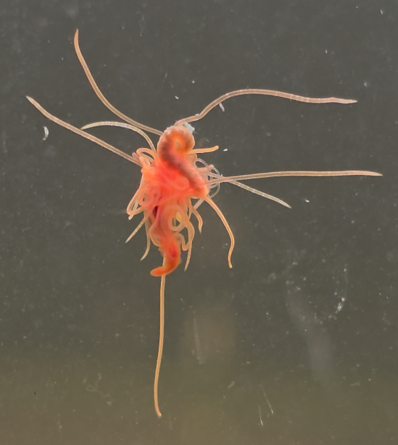 Family Cirratulidae