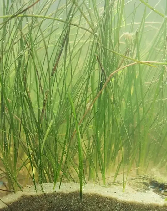 Halodule wrightii