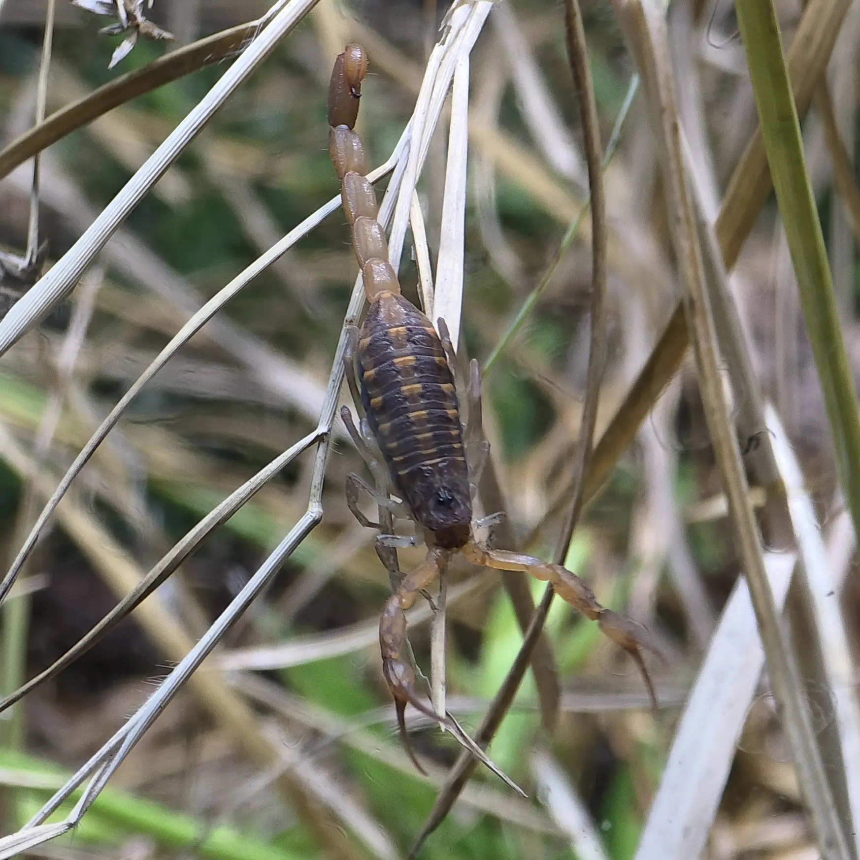 centruroides hentzi