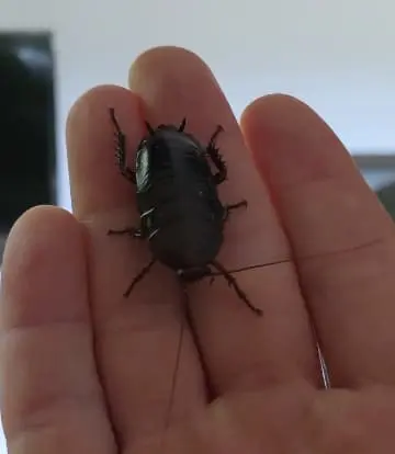 Eurycotis floridana